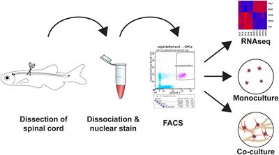 Primary Spinal OPC Culture System from Adult Zebrafish to Study Oligodendrocyte Differentiation In Vitro